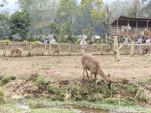 Tak Hanya Kawah Putih, Ini Rekomendasi Wisata Lain di Ciwidey