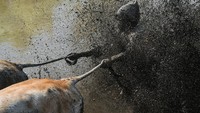 Waktu pelaksanaan Pacu Jawi setelah panen sebagai bentuk rasa syukur atas hasil panen yang melimpah. 