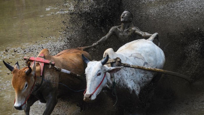 Joki memacu dua ekor sapinya saat digelarnya ajang Pacu Jawi di Nagari Padang Laweh, Sunga Tarab, Tanah Datar, Sumatera Barat, Sabtu (17/6/2023). Setelah sempat berhenti dua pekan pada Mei lalu, atraksi anak nagari tersebut kembali digelar menghibur warga tiap bulan mendukung program Visit Beautiful West Sumatra (VBWS) 2023.  ANTARA FOTO/Iggoy el Fitra/nz