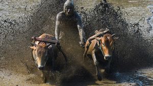 Melihat Keseruan Pacu Jawi di Tanah Datar
