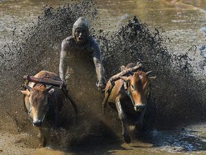 Melihat Keseruan Pacu Jawi di Tanah Datar