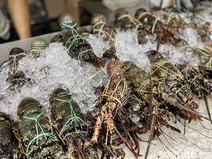 Biang Kerok Menurunnya Populasi Lobster di Laut Pangandaran