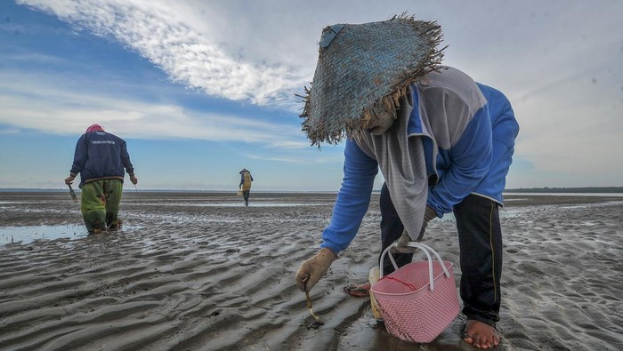 Nelayan pencari sumbun di Kampung Laut Tiga nelayan memancing sumbun (Solen grandis) di muara sungai yang surut (beting) di Kampung Laut, Tanjung Jabung Timur, Jambi, Minggu (18/6/2023). Nelayan setempat (umumnya perempuan) memanfaatkan waktu pasang surut air yang berlangsung selama sekitar dua jam sehari untuk memancing sumbun dengan hasil rata-rata empat kilogram per hari dan dijual Rp15 ribu per kilogram. ANTARA FOTO/Wahdi Septiawan/YU