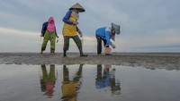 Sumbun merupakan salah satu jenis kerang-kerangan yang mempunyai kebiasaan hidup membenamkan diri di pasir atau lumpur di dasar laut. 