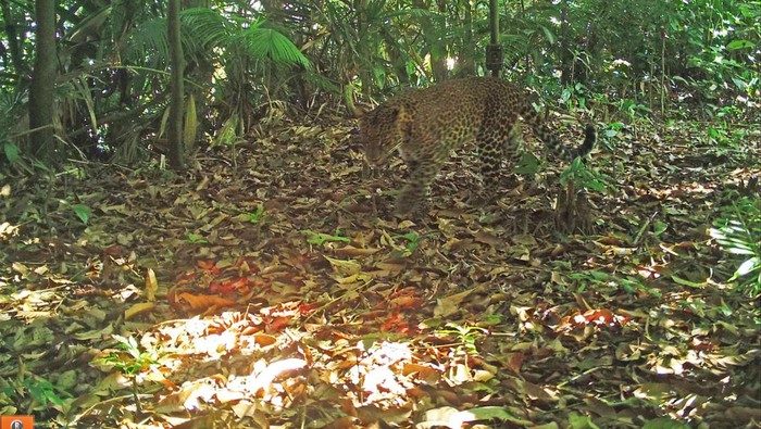 Penampakan macan tutul di Gunung Sanggabuana, Purwakarta.