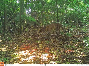 Merinding! Sosok Macan Tutul Terlihat di Dekat Rumah Warga Purwakarta
