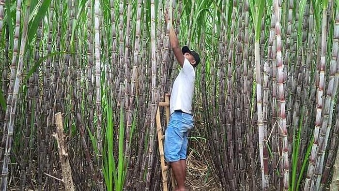 Petani Tebu