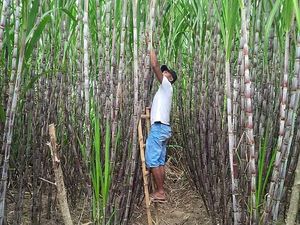 Petani Tebu Juga Bisa Sukses Kelola Lahan, Begini Caranya