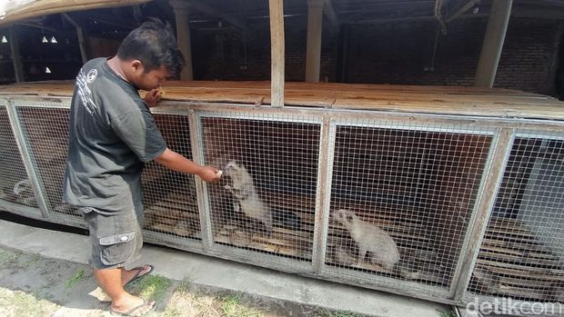 Peternak musang pandan, Septiawan Prasetyo Nugroho di rumahnya Desa Ngrajek, Kecamatan Mungkid, Kabupaten Magelang. (Foto: Eko Susanto/detikJateng)