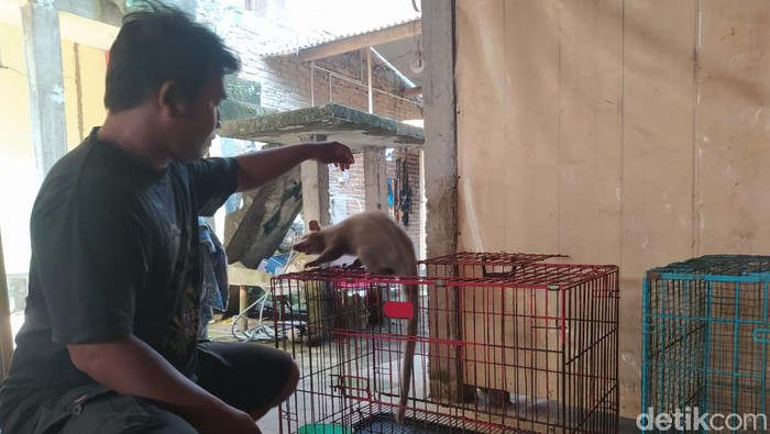 Peternak musang pandan, Septiawan Prasetyo Nugroho di rumahnya Desa Ngrajek, Kecamatan Mungkid, Kabupaten Magelang. (Foto: Eko Susanto/detikJateng)