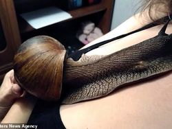 Ih Geli! Bekicot Raksasa Jadi Hewan Peliharaan