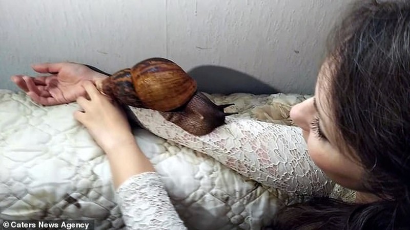 Bekicot Afrika raksasa