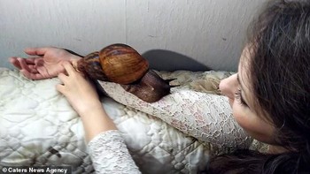 Sedikit berbeda dengan peliharaan milik Adrian, bekicot milik Dusza merupakan jenis bekicot Afrika Timur raksasa yang punya nama ilmiah Achatina fulica. Ukuran tubuhnya kadang-kadang bisa lebih dari 30 cm. Foto: Caters News Agency