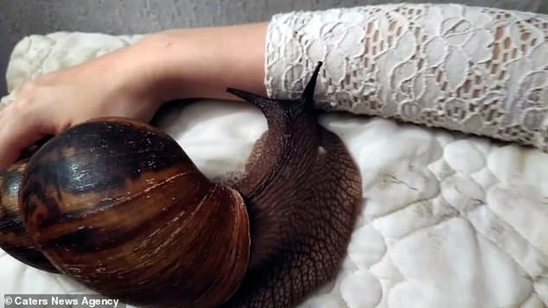 Bekicot Afrika raksasa