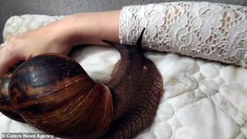 Tidak tahan melihat hewan malang itu tersiksa, Dusza memutuskan untuk membeli dan mengadopsi bekicot raksasa tersebut. Foto: Caters News Agency