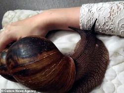 Ih Geli! Bekicot Raksasa Jadi Hewan Peliharaan