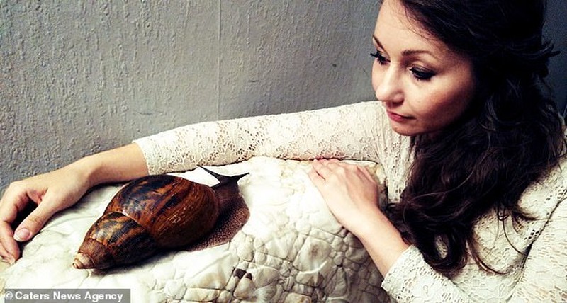 Bekicot Afrika raksasa