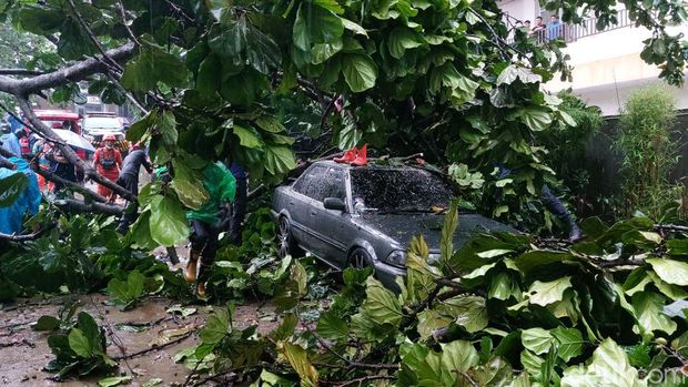 BPBD Kota Bogor mencatat ada 6 titik pohon tumbang imbas hujan deras disertai angin kencang di Kota Bogor sore ini. Dilaporkan ada 7 mobil rusak. (M Sholihin/detikcom)