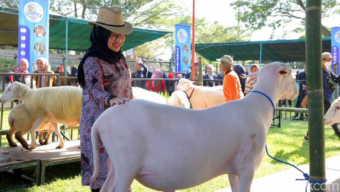 Bupati Ipuk saat di Livestock Contest Banyuwangi