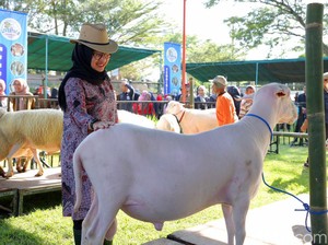 Buka Livestock Contest Banyuwangi, Bupati Ipuk: Ini Bisa Jadi Sumber Cuan
