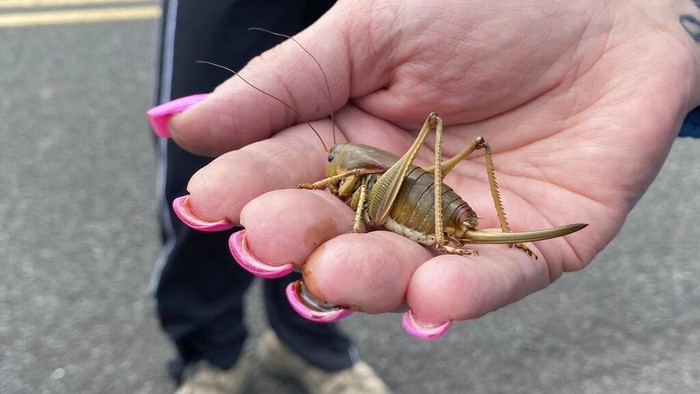 April Aamodt holds a Mormon cricket in her hand in Blalock Canyon near Arlington, Ore. on Friday, June 17, 2022. Aamodt is involved in local outreach for Mormon cricket surveying. (AP Photo/Claire Rush)