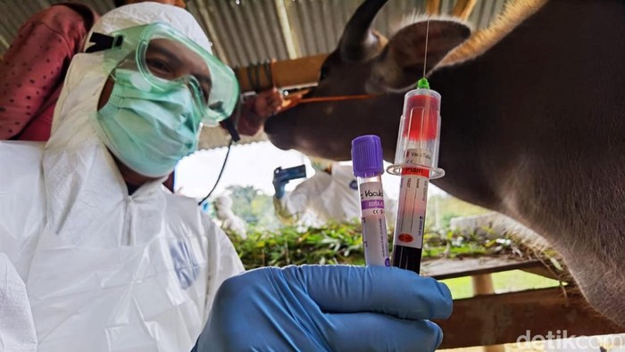 Sebanyak 150 ekor sapi di Kabupaten Enrekang, Sulawesi Selatan (Sulsel) dilaporkan terpapar virus jembrana menjelang hari raya Idul Adha 1444 H.