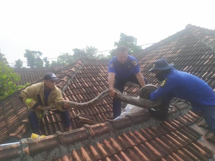 Evakuasi ular piton di rumah warga Dusun Tegalombo Wetan, Kelurahan Mojopuro, Kecamatan Wuryantoro, Kabupaten Wonogiri, Senin (19/6/2023).
