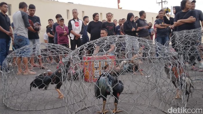 Polisi menggerebek lokasi judi sabung ayam di Kota Gorontalo. Sebanyak 41 orang dan 20 ekor ayam diamankan polisi dalam penggerebekan itu.