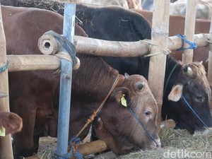 Kapan Waktu Pelaksanaan Kurban yang Utama? Ini Penjelasannya