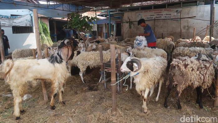 Suasana di salah satu tempat penjualan sapi di Tegal Senggotan, Tirtonirmolo, Kasihan, Bantul, Senin (19/6/2023).