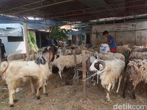 Makan Torpedo Kambing Bisa Bikin Naik Libido Pria, Mitos atau Fakta?