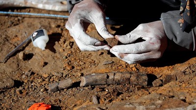 Potret Fosil Dinosaurus Berparuh Bebek Berusia 72 Juta Tahun di Chile