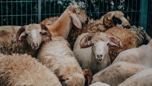 Ilustrasi Anak Melihat Penyembelihan Kurban