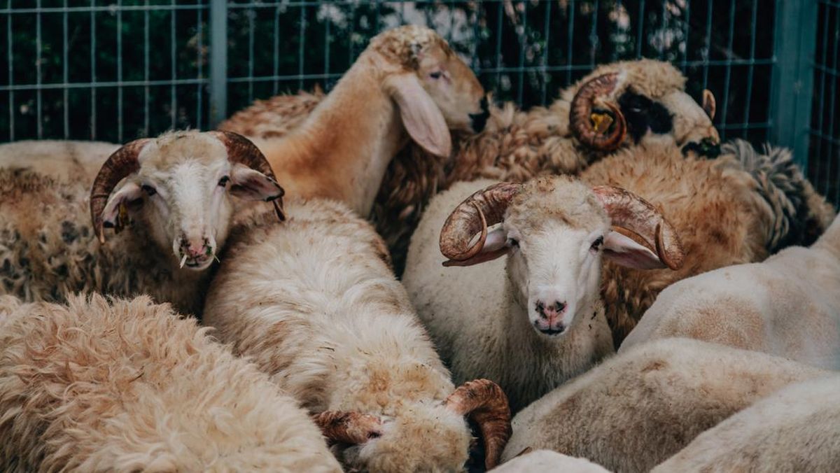 daftar sabung ayam digmaan Tips Foto Kurban Pakai Smartphone Biar Estetik dan Aman