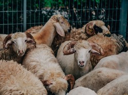 Tips Foto Kurban Pakai Smartphone Biar Estetik dan Aman