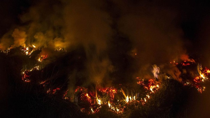 Api membakar semak belukar di lahan gambut, Kecamatan Landasan Ulin, Banjarbaru, Kalimantan Selatan, Minggu (18/6/2023). Cuaca panas yang melanda Provinsi Kalimantan Selatan dalam beberapa hari terakhir membuat kebakaran lahan cepat meluas bahkan hingga malam api belum bisa dipadamkan. ANTARA FOTO/Bayu Pratama S/YU