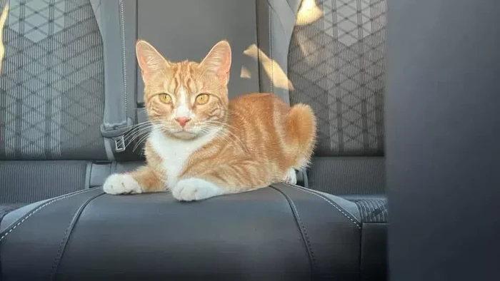 Kucing oren Sox