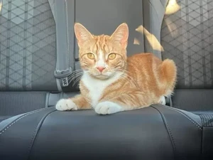 Apakah Kucing Bisa Menangis? Begini Kata Pakar