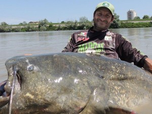 Ikan Lele Terbesar di Dunia yang Pernah Ditangkap Nyaris Segede Sapi