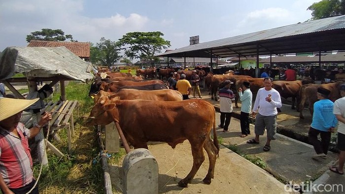 Pemeriksaan gigi sapi di Pasar Hewan Grabag, Kabupaten Magelang, Senin (19/6/2023).