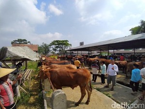 Cerita Pedagang Magelang Jual Online Hewan Kurban, Laku 350 Sapi!