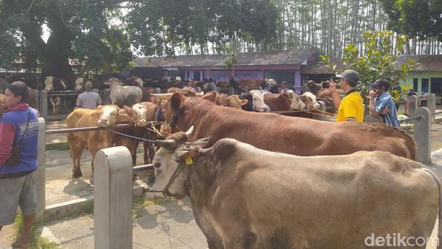 Pemeriksaan gigi sapi di Pasar Hewan Grabag, Kabupaten Magelang, Senin (19/6/2023).