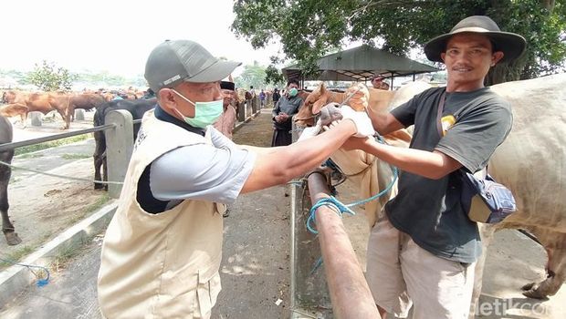 Pemeriksaan gigi sapi di Pasar Hewan Grabag, Kabupaten Magelang, Senin (19/6/2023).
