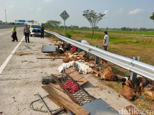 Pikap Terguling, 50 Ekor Kambing Kurban Bergelimpangan di Tol Ngawi