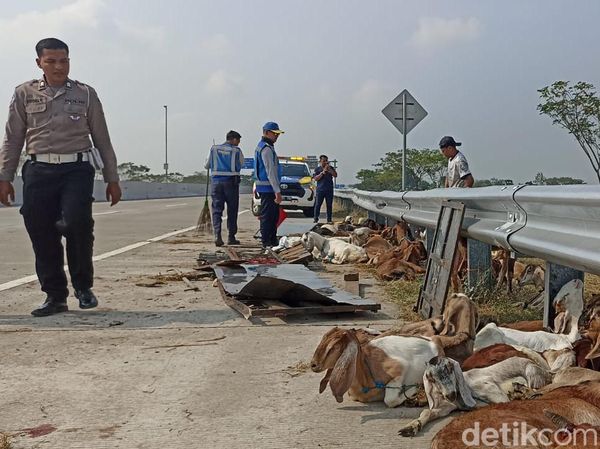 Penampakan Kambing Kurban Bergelimpangan di Tol Ngawi Usai Pikap Terguling