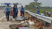 Akibat pikap terguling, 50 ekor kambing itu bergelimpangan di tengah jalan Tol Ngawi. Petugas lalu berusaha meminggirkan kambing-kambing itu. Foto: Sugeng Harianto/detikJatim