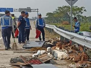 Cerita Evakuasi 50 Kambing Kurban di Tol Ngawi akibat Pikap Terguling
