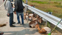 Kerugian akibat kecelakaan itu masih dihitung. 50 ekor kambing itu sedianya dikirim dari Caruban, Madiun menuju Solo untuk kebutuhan Idul Adha. Foto: Sugeng Harianto/detikJatim