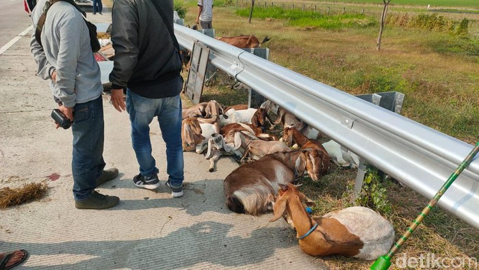 Pikap muat kambing terguling di Tol Ngawi