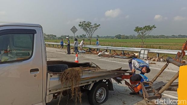 Pikap muat kambing terguling di Tol Ngawi